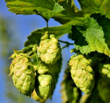 4 PIANTE HUMULUS LUPULUS PRIMA