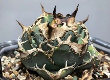 Raro cactus agave titanota