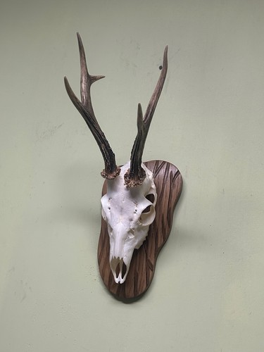 Roe deer horns antlers - roe,
