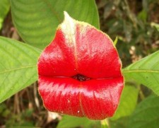 8000119 Psychotria Elata bocca