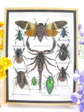 Pezzo unico - Veri insetti