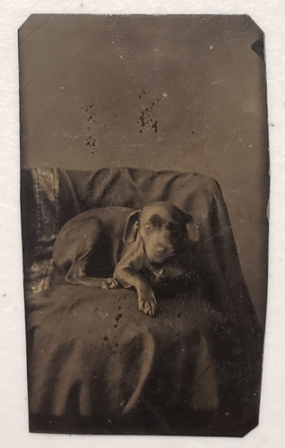 Antica foto cane cucciolo pit - antica,
