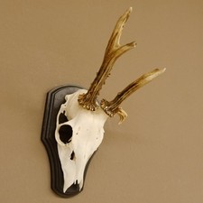 Corna di Cervo Cervi Corna