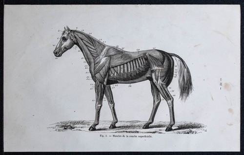 1882 muscoli anatomia del - -, e
