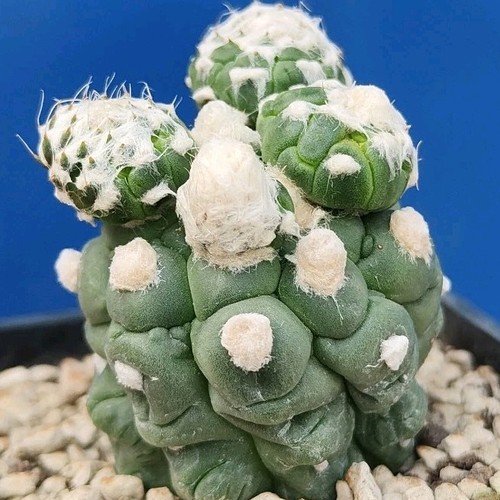 Astrophytum asterias kikko - astrophytum,