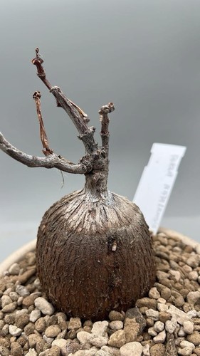 Fockea natalensis caudex - ,