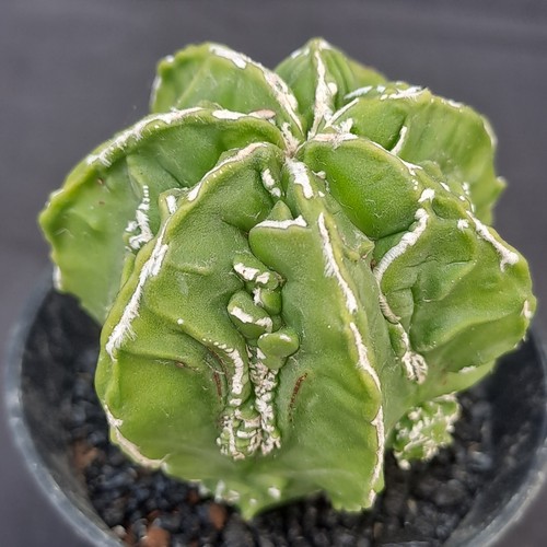 Astrophytum myriostigma - , cv