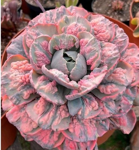 Echeveria linguas 400 - echeveria, semillas