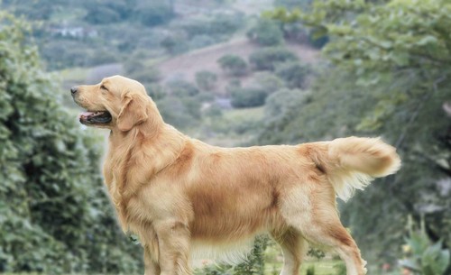 Golden retriever poster lucido - golden,