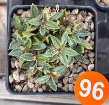 Vaso 6,5 cm raro Euphorbia