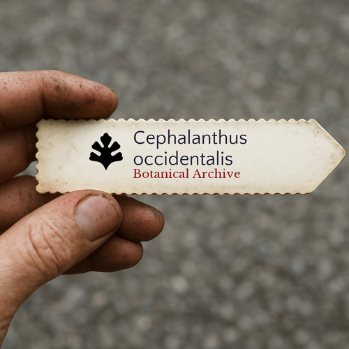 Cephalanthus occidentalis - , |