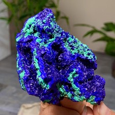 319G MIGLIORI esemplari di