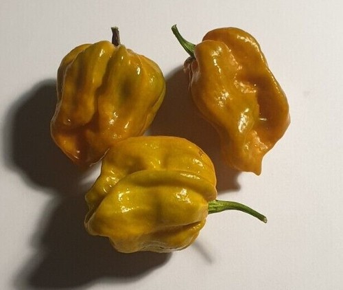 Habanero mustard polvere - mustard,
