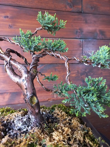 Bonsai ginepro visita il - bonsai, di