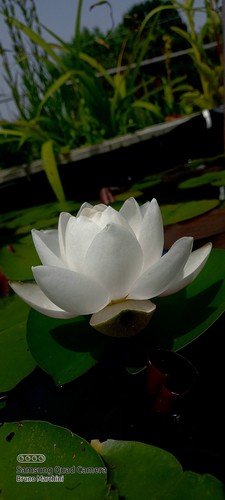 Rizoma ninfea rustica siam - ninfea,