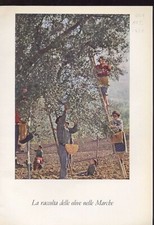 LA RACCOLTA DELLE OLIVE NELLE MARCHE - 1961 VIE D'ITALIA TCI (ART_1370)