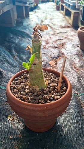 Cyphostemma juttae succulente