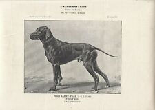 Stampa antica CANE di razza POINTER NERO 1908 Antique print dogs
