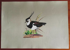 ROBERTO LEMMI - STAMPA