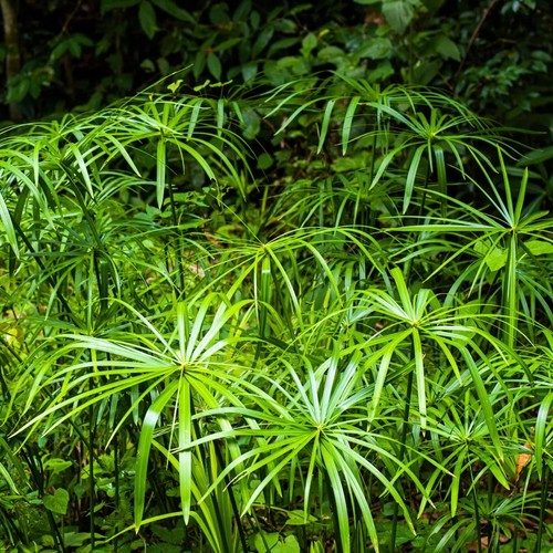 Falso papiro cyperus - falso, "cyperus