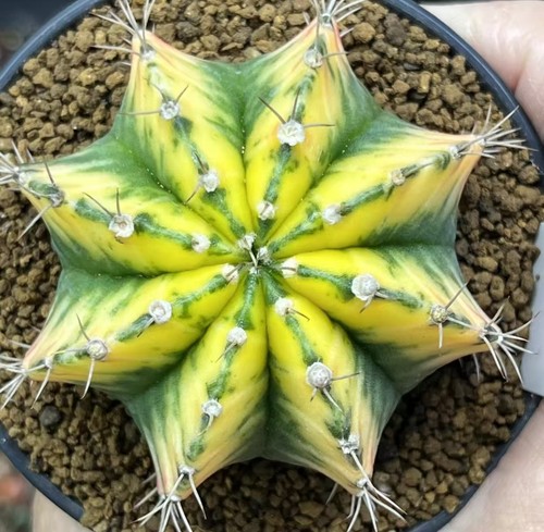 Gymnocalycium mihanovichi - 6,