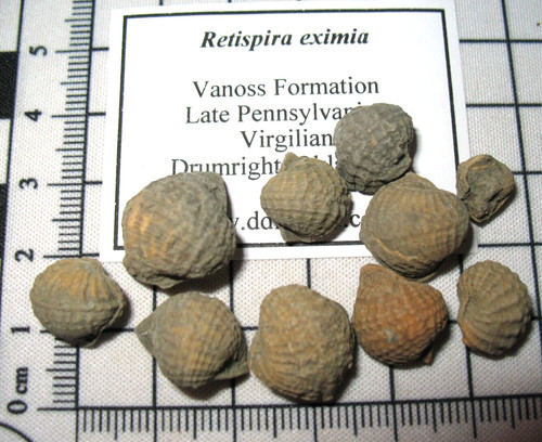 Pennsylvanian vanos fossil - vanos,