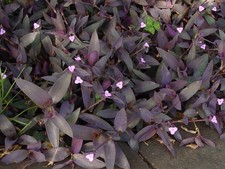 5 TALEE DI TRADESCANTIA