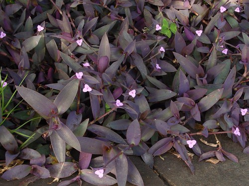 Talee tradescantia - 5,
