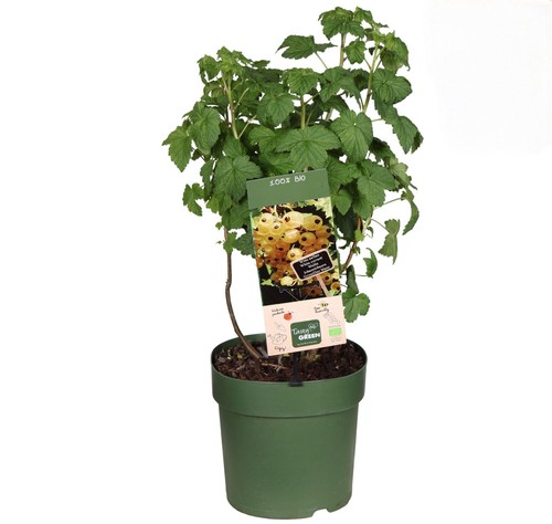 Ribes bianco sativum - ribes,