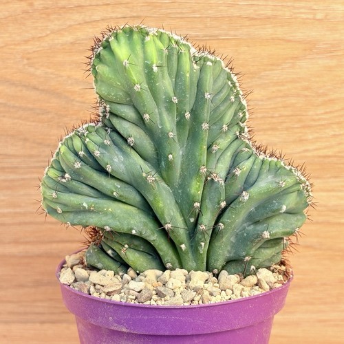 Cereus peruvianus coral f - v.,