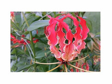 5x Gloriosa superba corona di