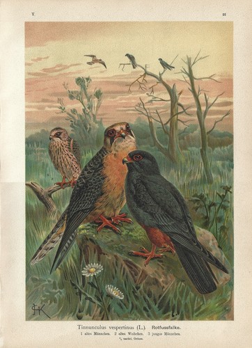 Stampa antica uccelli - antica, rapaci