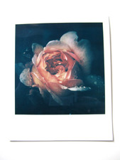 N. ARAKI: POLAROID ORIGINALE