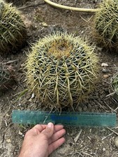 Kroenleinia grusonii (cuscino