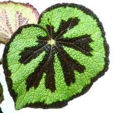 Begonia masoniana - Begonie di Erba Ferro