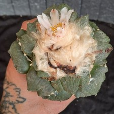 Ariocarpus HYBRID (cv. MARUIBO