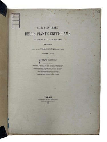 Licopoli piante crittogame - licopoli,