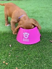 Due ciotole ROSA Spaniel