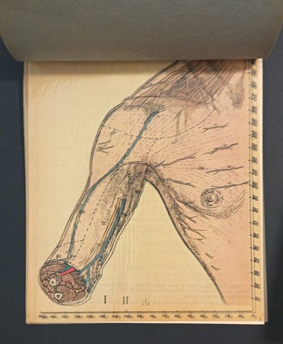 Anatomia braccio spalla - e,