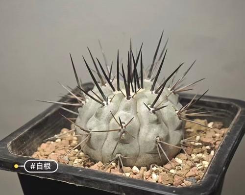 Copiapoa cinerea - cm,