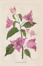 Bouganvillea spettabilis fiori