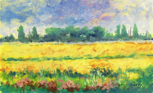 Campo girasoli sunflowers - campo, di