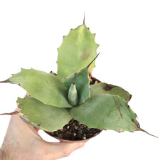 Agave bovicornuta X Agave parryi (Mr Corsi) 37ML -