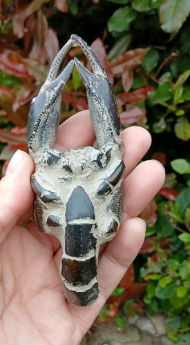 Rare indonesian fossil - rare,