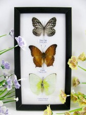 3 farfalle vere, imbottite