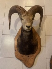 TROFEO DI CACCIA ESEMPLARE