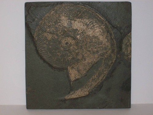 Ammonite harpoceras elegans - ammonite, 13
