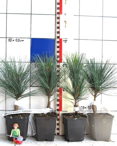Pinus strobus fastigiata - strobus, "fastigiata"