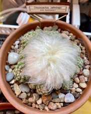 Seed- Discocactus buenekeri