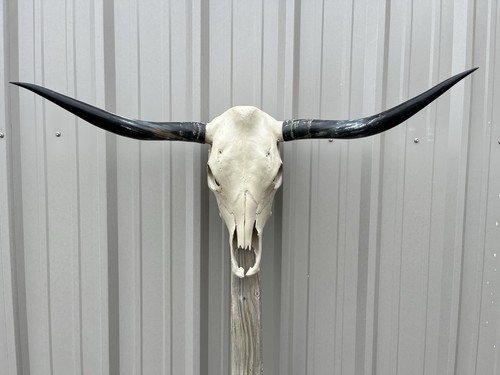 Longhorn teschio sterzo - longhorn, 3
